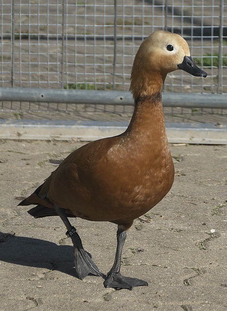 防守等